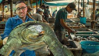 These Villagers Make Millions Farming GIANT Soft Shell Turtles