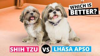 Shih Tzu vs Lhasa Apso: Which is Better for You?