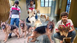 BIGGEST GERMAN SHEPHERD DOG KENNELS IN HOWRAH| BEST QUALITY GERMAN SHEPHERD PUPPY AVAILABILE