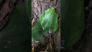 What is this plant? #plants #relax #temple #tiktok #nature #ytshorts #shorts #video #viral #feed#wow