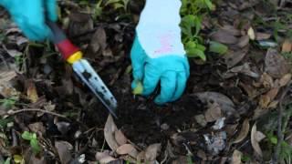 Bush Regeneration Weed Control Techniques: Crowning