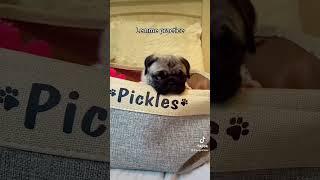 Sound up for ultimate cuteness! #pugs #puppies #dogmom #puglife #cutedogs #fyp