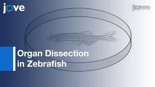 Organ Dissection From The Adult Zebrafish