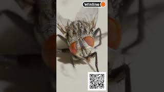 Самые опасные насекомые! #life #world #insects #world #viralvideo #viralshorts #shorts #shortsviral