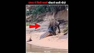 Dangerous Things Found In Forest #shorts #animals