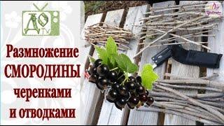Как укоренить ЧЕРЕНКИ СМОРОДИНЫ. Размножаем ЧЁРНУЮ СМОРОДИНУ легко и просто!