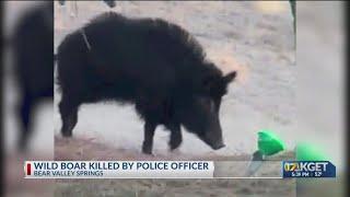 Officer shoots, kills wild boar that caused property damage: Bear Valley PD