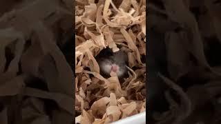 hide and seek Roborovski Dwarf Hamster #shorts #hamster #Roborovskii  #Dwarf