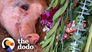 Rescue Pig Picks Out Flowers To Decorate Her House | The Dodo