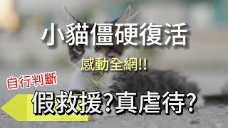 小貓CPR僵硬復活!!感動全網! 真救援?假救援?相信自己的判斷