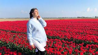 Is this the new Keukenhof? tulips in Netherlands private experience | TRAVEL VLOG IV