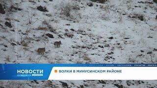Волки в Минусинском районе и перенос остановок: короткие новости 19 ноября