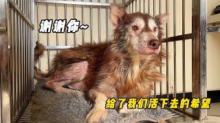 狗狗犬舍已安裝新的擋風板抵禦寒風，兩隻住院的毛孩子也逐漸好轉