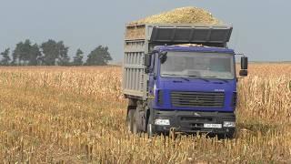 Claas Jaguar 870: Silage corn harvesting in Belarus - Power and efficiency