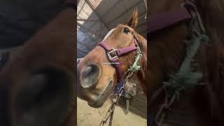 I HAVENT RODE LEVI SINCE MARCH?! 