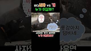사자와 개가 싸우면 누가 이길까? 근데 '바다' 라면?