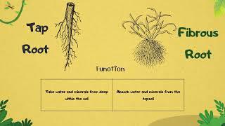 Tap root system vs fibrous root system - biology lesson with definitions and comparison