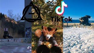 Therian and Quadrobics TikToks || Compilation  || Alterhumans of TikTok #53