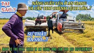 TẠI SAO NĂNG SUẤT LÚA Ở AN GIANG VÀ CẦN THƠ CHÊNH LỆCH LỚN| RICE YIELD | Giải Trí  Miền Tây