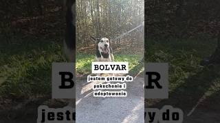 BOLVAR - jest gotowy do pokochania i adoptowania / czytaj opis ! #pies #adoptme #wolontariat #dog