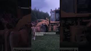 #cute #cat #top #ферма #subscribe #сельскоехозяйство #жизнь #мир #viral #combat #рек #рекомендации