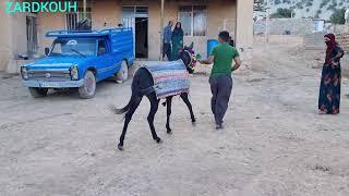 Migration of nomads to Rig Mountain (Iran 2023)