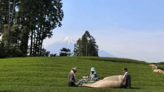 静岡県富士市　大淵笹場の風景 (Mt. Fuji and Green Tea fields  Obuchi Sasaba fuji city Japan)