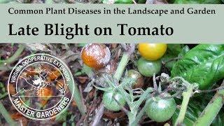 Late Blight on Tomato - Common Plant Diseases in the Landscape and Garden