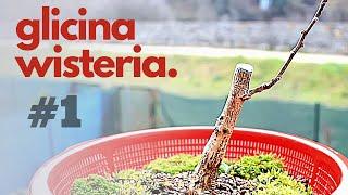  Bonsai Wisteria repotting #1