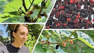 45 days to 4x your Mulberry Tree Harvest!