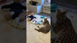 Serval Cat and Baby #serval #cat #servals #shorts #baby