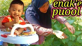 buat pepes daun kemangi enak puuol