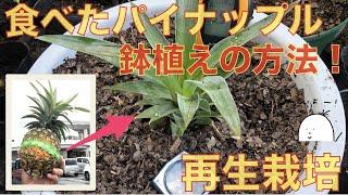 【簡単】スーパーで買った「パイナップル」を植える！鉢植えの再生栽培！水耕栽培より