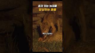 늑대를 암살하는 무서운 동물