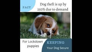 Dog theft has risen by 250%