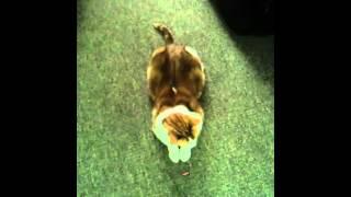 MeeMaaw Getting her  workout!