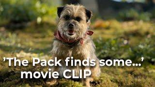 Strays (2023) Movie Clip 'The Pack finds some magic mushroom'