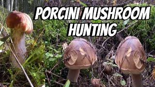 PORCINI MUSHROOM HUNTING || THE LINDEMANS