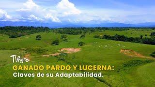 Ganado Pardo y Lucerna en el Caquetá: Claves de su Adaptabilidad - TvAgro por Juan Gonzalo Ángel