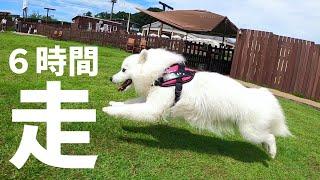 走るの好きすぎ！ドッグランで６時間遊び倒す犬【日本スピッツ】