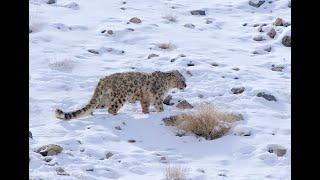 Snow Leopard attacks dogs.