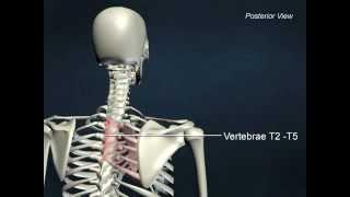 Rhomboid major - AnatomyOnlineCourse