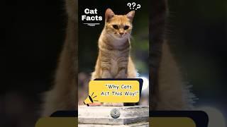 Cat Fun Facts | Crazy Cat Behaviors Explained! | Cat Lover | Fact Vibes