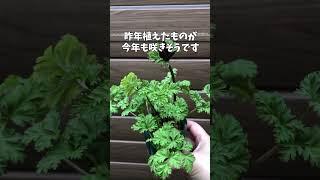 2月18日アネモネ極〇関連動画の1分38秒から極です。