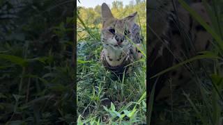 Serval Cat Eats Grass #cat #servals #shorts