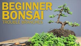 Beginner Bonsai Styling - Choosing Branches to Cut