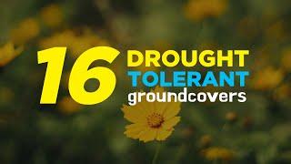 16 Sun-Loving Drought Tolerant Ground Cover Plants