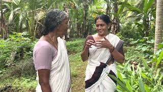മഞ്ഞൾ ഇലയിൽ അട | സ്പെഷൽ അട | ഇലയട | ശർക്കര തേങ്ങ ചേർത്ത അട |