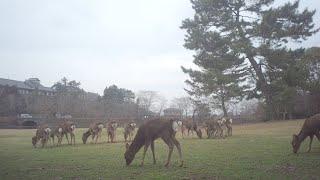 写ルンですMOVIE ＠奈良公園