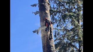 Tearing down a Big Dead Sitka Spruce